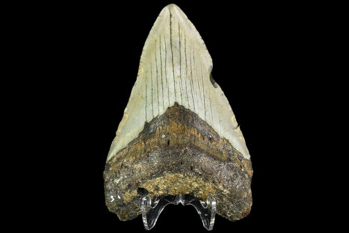 Fossil Megalodon Tooth - North Carolina #109020